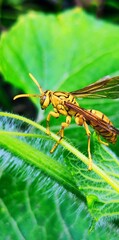 green grasshopper on a leaf
