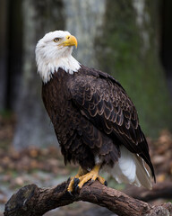 Bald Eagle Stock Photos. Bald Eagle bird perched on a log displaying its brown feather plumage, white head, piercing eye, beak, with a blur background,  in its surrounding and environment.