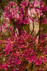 전통적인 한국 풍경