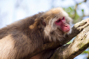 Japan Unique Concepts. Animalistic Portrait of Mature Japanese Macaque at Arashiyama Monkey Park Iwatayama in Kyoto, Japan