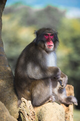 Portrait of Sitting And Eating Japanese Macaque On Tree at Arashiyama Monkey Park Iwatayama in Kyoto, Japan.