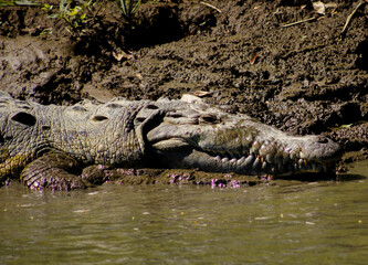 alligator in the swamp