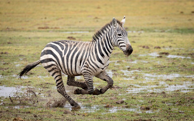 One adult female zebra running through muddy and wet grass in Amboseli National Park Kenya
