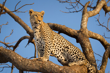 One adult male leopard sitting in a tree with blue sky in the background in Kruger Park South Africa