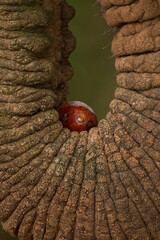 Close up on elephant's trunk holding fruit in Samburu National Reserve Kenya