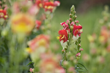 snapdragon