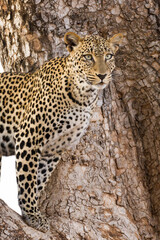 One half body portrait of a leopard standing in a tree in Samburu Kenya