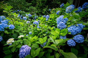 アジサイ
