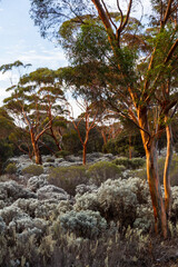 The unique and endemic Goldfields woodlands of Western Australia