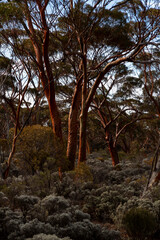 The unique and endemic Goldfields woodlands of Western Australia