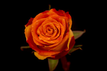 Close up macro of Silantoi roses variety, studio shot.