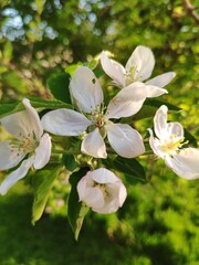 apple tree blossom