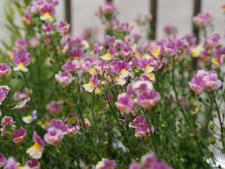 ピンクのネメシア