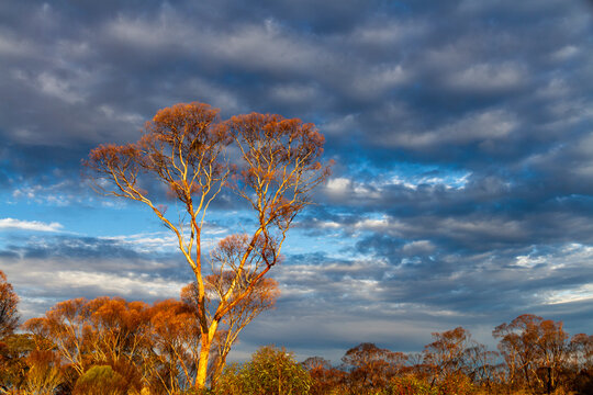 Sunset glows on the trees against a dramatic sky and wedge tail eagle nest in remote Western Australia