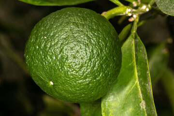 Amanatsu or Natsumikan, unripe fruit (Citrus natsudaidai)