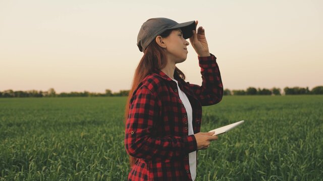 young woman farmer works with tablet on a wheat field in the sun. business woman plans her income in the field. Female agronomists with a tablet study the wheat crop in the field. grain harvest.