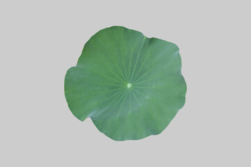 Isolated single lotus leaf with clipping paths.
