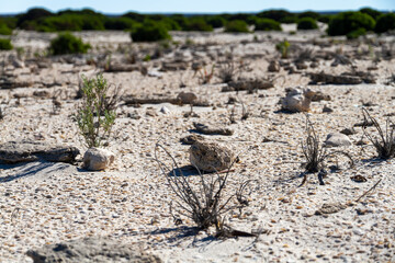 Sand and limestone coastal ground, Australia