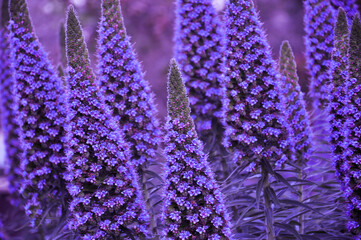 Garden of Australian Lavender with beautiful violet colour. 