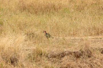 Obraz na płótnie Canvas タンザニア・タランギーレ国立公園の草原で見かけたアオツラジサイチョウ