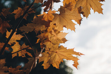 Season of beautiful autumn leaves. Yellow leaves.