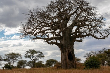 Fototapeta na wymiar タンザニア・タランギーレ国立公園に生えているハオバブの木と、雲間から見える青空