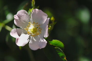 small white apple blossom in spring