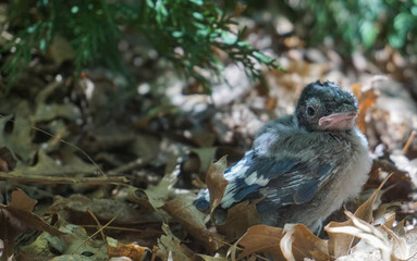 Baby Bluejay Fletchling Bird on the ground and is too young to fly.