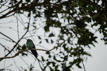 Colibri sobre una rama
