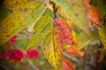 close-up nature view of green leaf in the sunlight