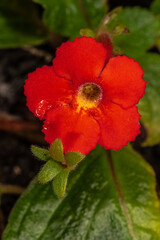 Obraz premium Begonia (Begonia loranthoides)