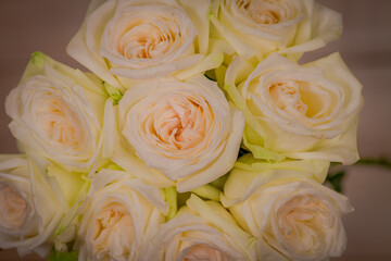 Close up macro shot of a bouquet of White Ohara roses variety, studio shot, white flowers