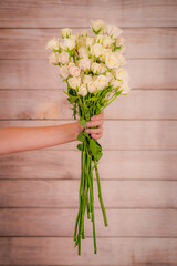 Women hand holding a bouquet of White Majolica roses variety, studio shot, white flowers. Spray roses