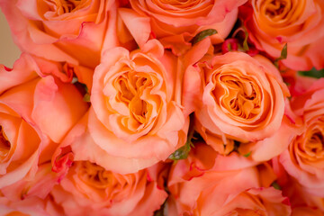 Close up macro of peach Shimmer roses variety, studio shot.