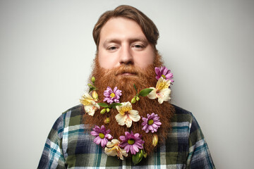 A man with a beautiful red hair and a red beard on the gray background. A bearded man with a decorated beard for the holiday. Flower in the beard.