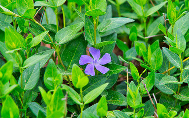 Purple flowers in the garden