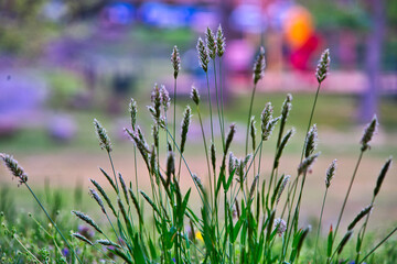 Grass and flowers