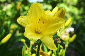 Fototapeta premium Daffodil