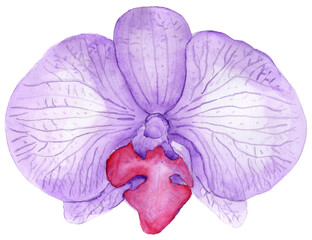 Orchid watercolor hand painted illustration. Orchid flower illustration