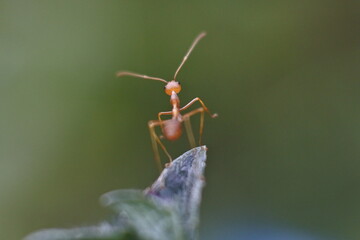 Weaver ant (Oecophylla smaragdina) or major worker