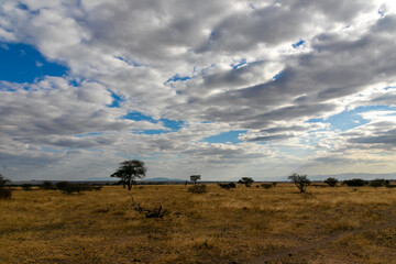 タンザニア・タランギーレ国立公園の平原と雲間から見える青空