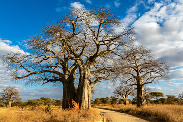 Fototapeta na wymiar タンザニア・タランギーレ国立公園に生えているハオバブの木と青空