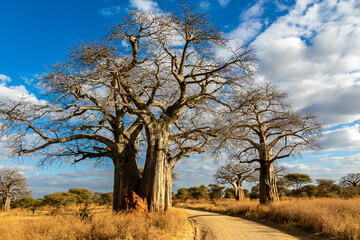 タンザニア・タランギーレ国立公園に生えているハオバブの木と青空