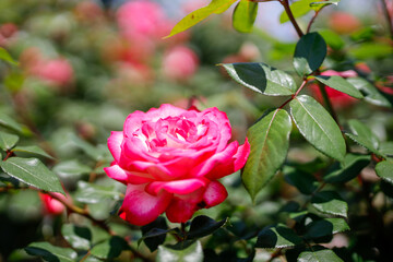 薔薇園に咲くピンクと白のグラデーションが美しい日本原産の薔薇「聖火」