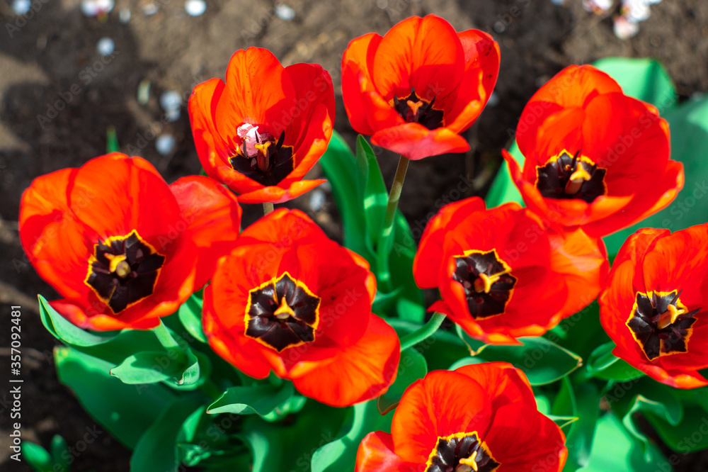 Wall mural group of colorful tulip. real live red tulips blooming in early spring in the garden. lit by sunligh