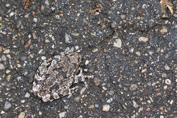 Gray tree frog camouflaging on asphalt