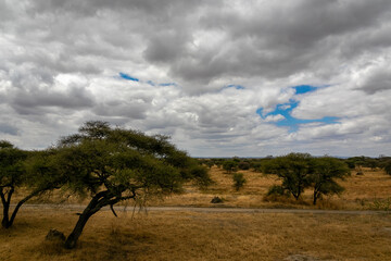 タンザニア・タランギーレ国立公園の平原と、雲間から見える青空