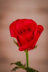 Close up macro of Hot Explorer roses variety, studio shot.