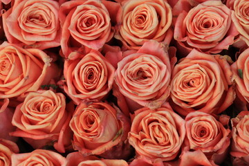 Obraz na płótnie Canvas Peach colored roses