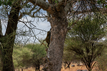 タンザニア・タランギーレ国立公園で見かけた、木に登るサル